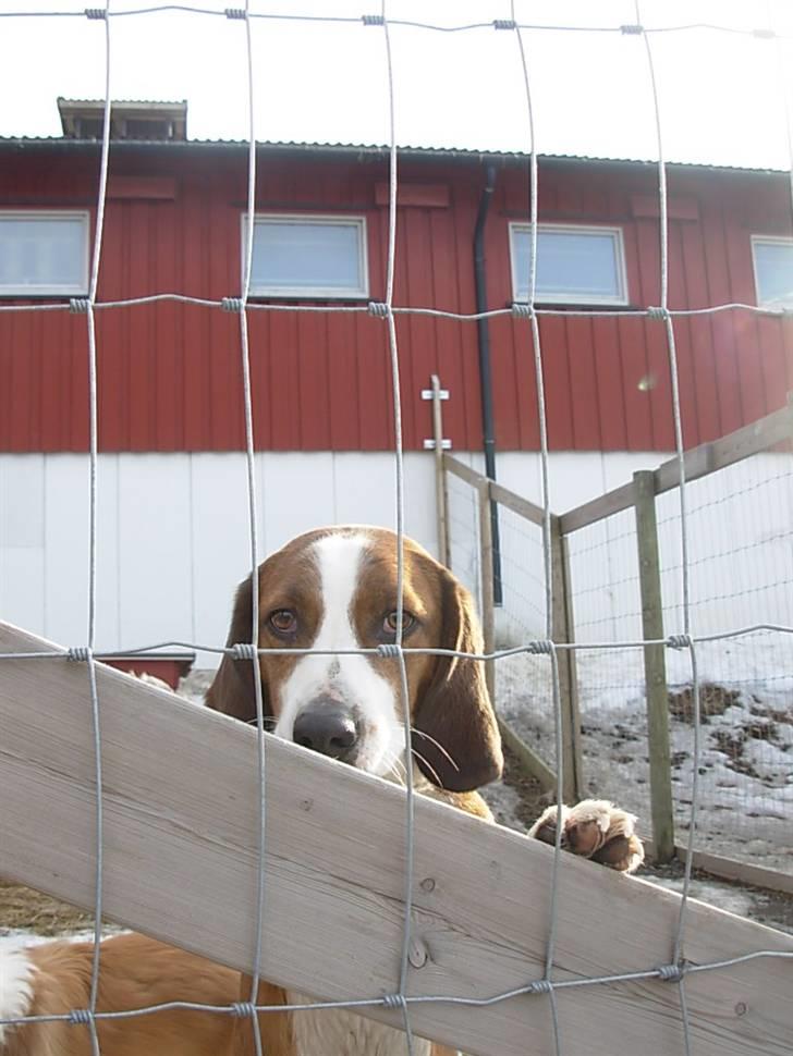 Blanding af racer Doffen - Må jeg ikke godt komme ud? billede 2