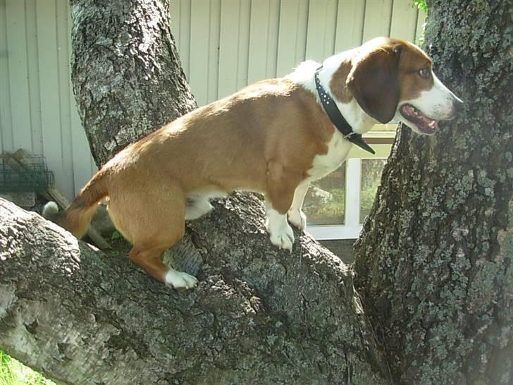 Blanding af racer Doffen - mon han har en fremtid som proff træ klatre? billede 3