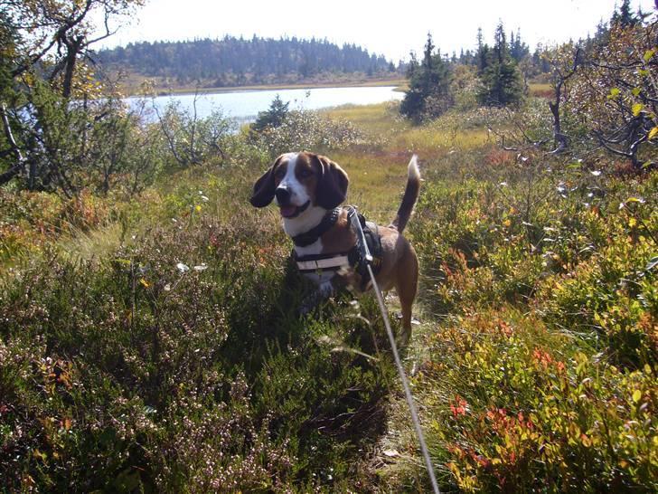 Blanding af racer Doffen - Doffen på skoletur..her er vi på blåbær plukking billede 4