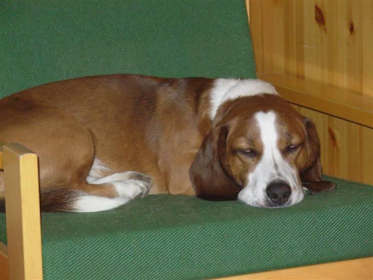 Blanding af racer Doffen - Hihi..se..jeg havde min heeeeeelt egen stol på skolen billede 6