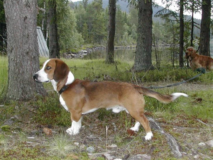 Blanding af racer Doffen - Doffen er med på skogtur ikke så lenge efter jeg fik ham. Han må stå bundet pga fårene som går i skoven billede 7