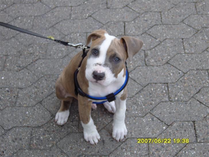 Amerikansk staffordshire terrier Pablo billede 9