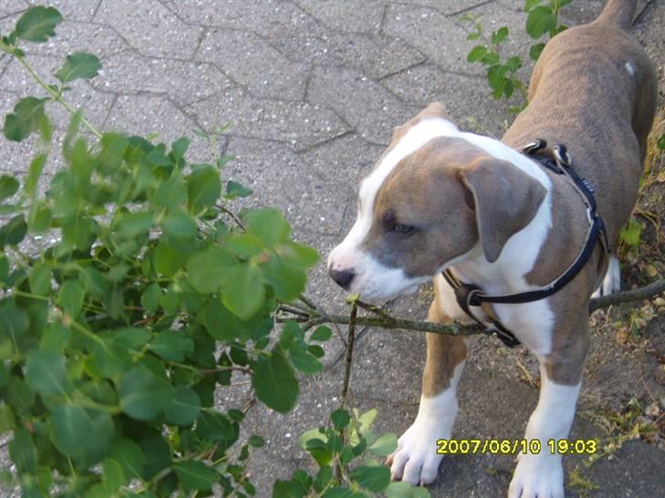 Amerikansk staffordshire terrier Pablo billede 10