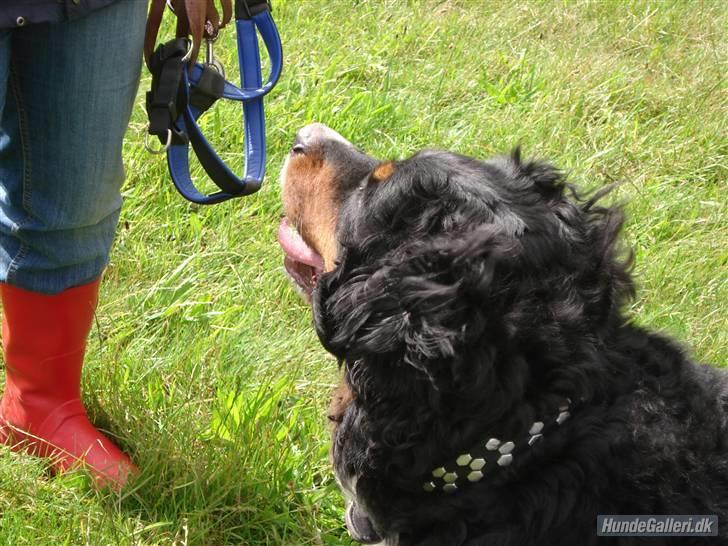 Berner sennenhund Bellis - 30.06.07 Til hundetræf.. Hører lige efter hvad min mor siger.. billede 8