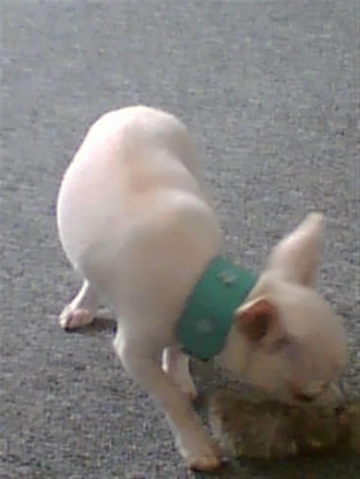 Chihuahua Amy*Savner dig* billede 9