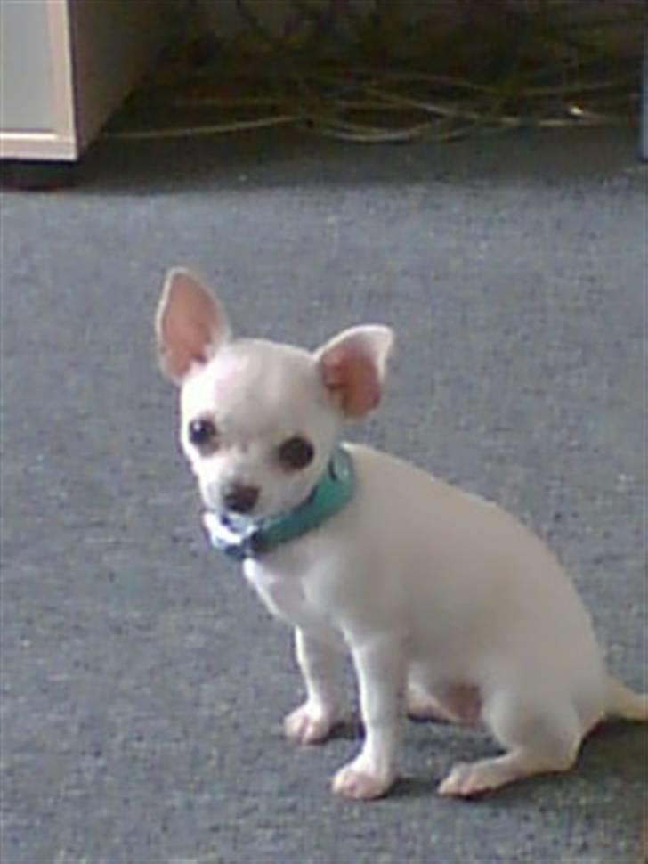 Chihuahua Amy*Savner dig* billede 10