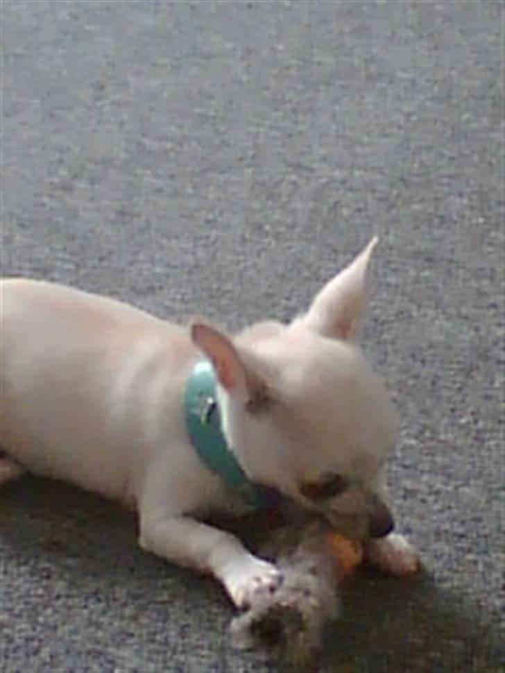 Chihuahua Amy*Savner dig* billede 11