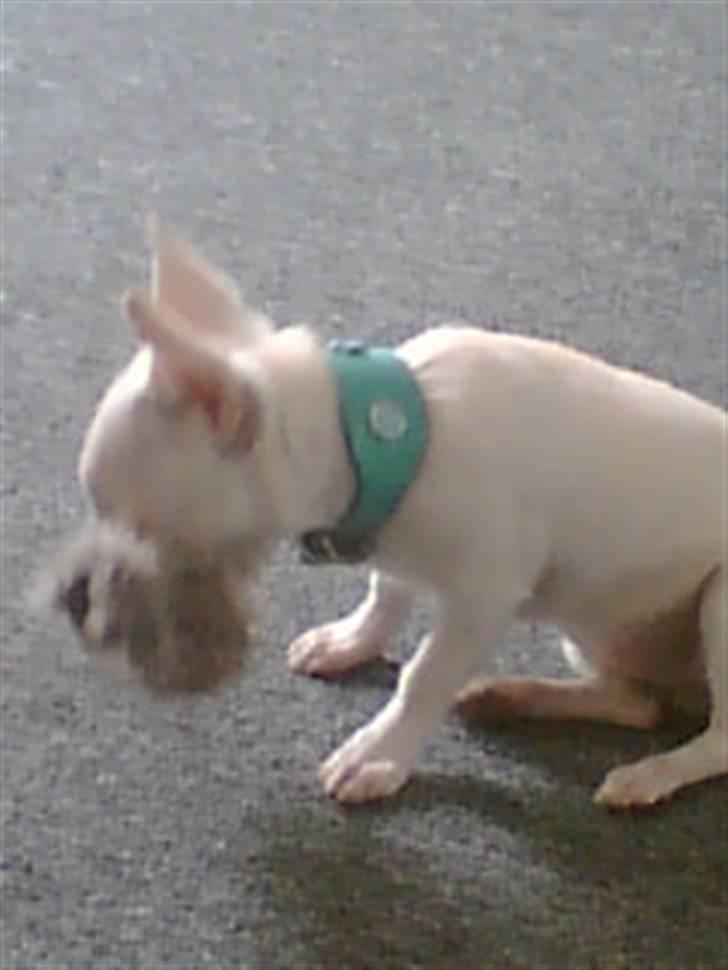 Chihuahua Amy*Savner dig* billede 12