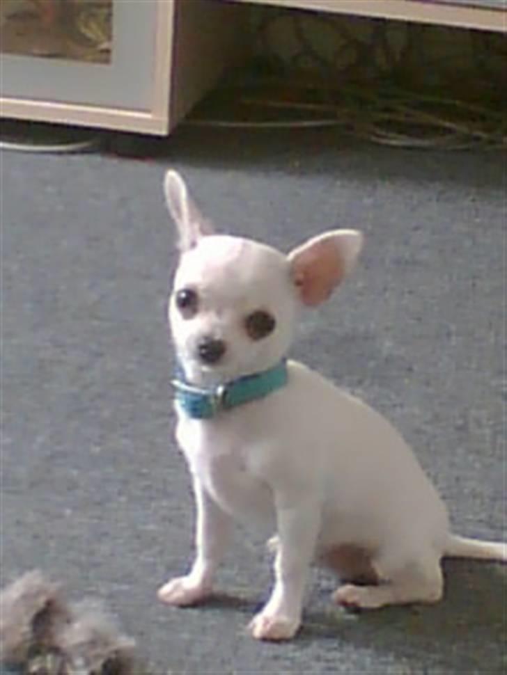 Chihuahua Amy*Savner dig* billede 13