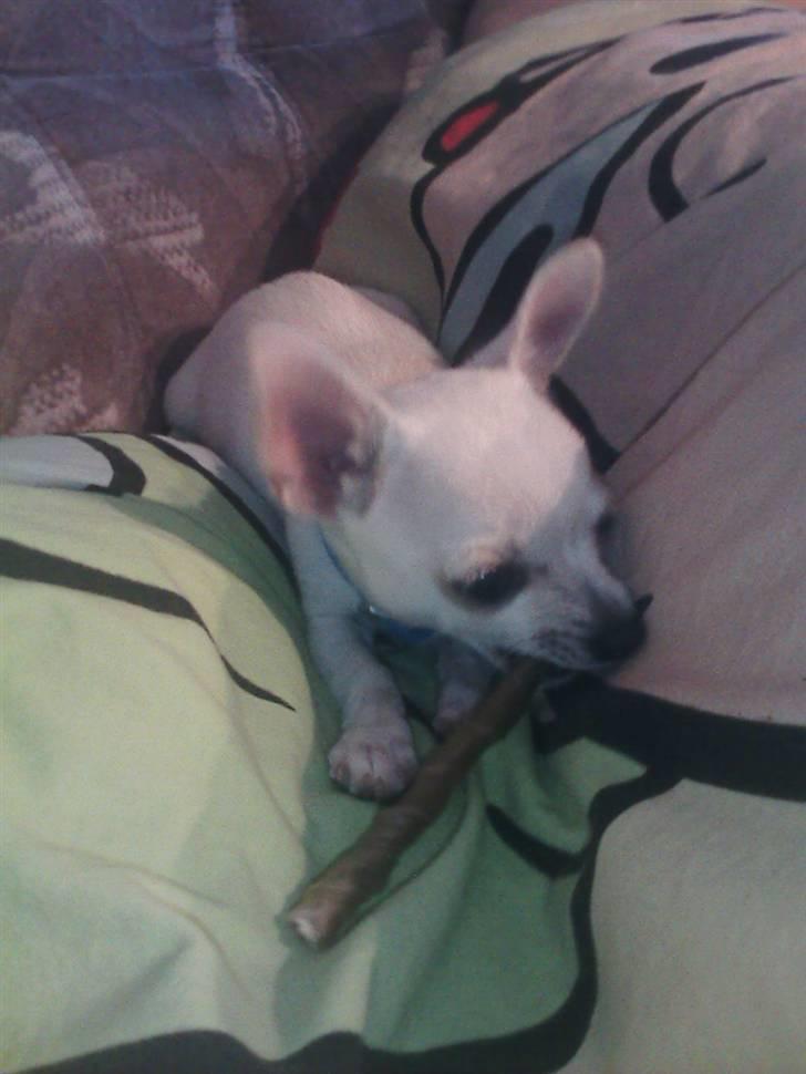 Chihuahua Amy*Savner dig* billede 14