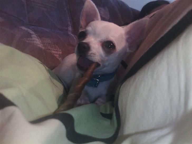 Chihuahua Amy*Savner dig* billede 15