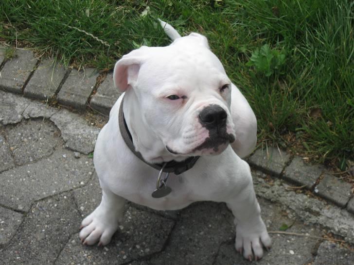 Amerikansk bulldog Simpson R.I.P  billede 5