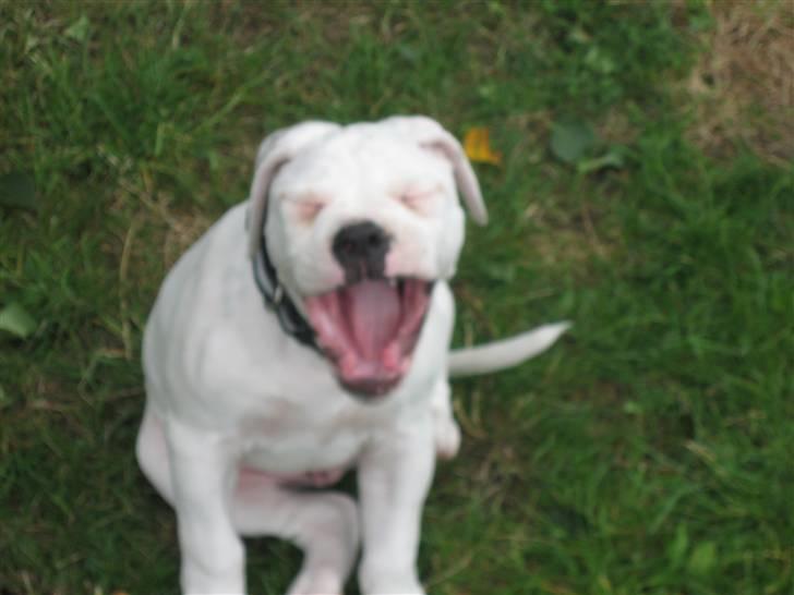 Amerikansk bulldog Simpson R.I.P  - Gaab !! billede 6