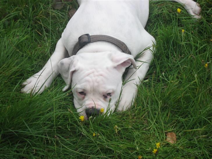 Amerikansk bulldog Simpson R.I.P  billede 7