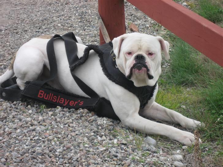 Amerikansk bulldog Simpson R.I.P  - Min flotte far billede 10