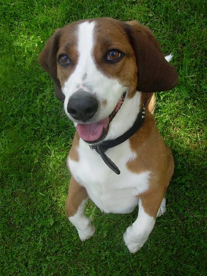 Blanding af racer Doffen - er jeg ikke flink? billede 8