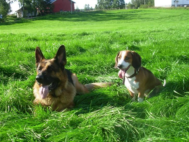 Blanding af racer Doffen - Doffen og Doffen billede 9