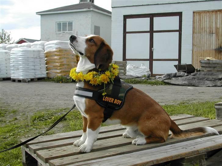 Blanding af racer Doffen - Hvad han ikke må finde seg i.. billede 10