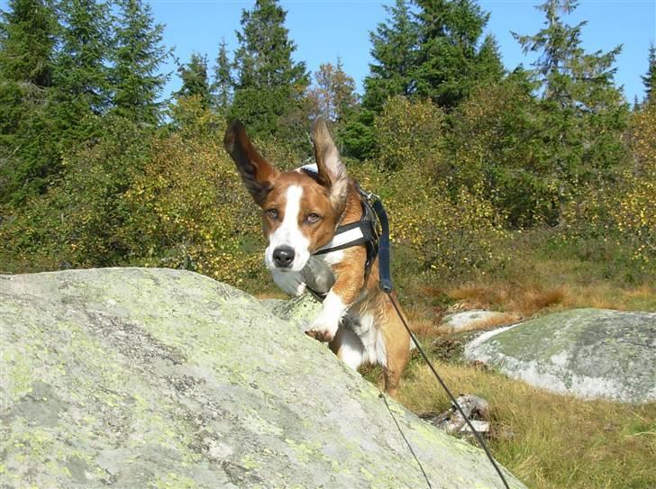 Blanding af racer Doffen - Endnu et fra skoleturen billede 12
