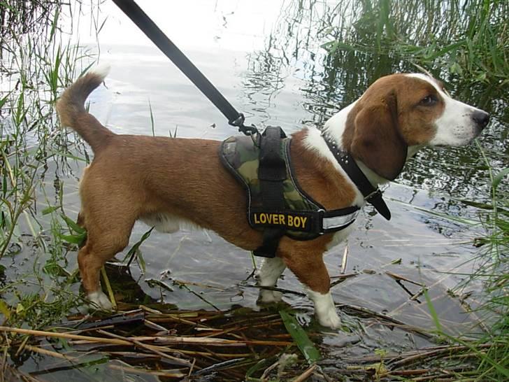 Blanding af racer Doffen - se jeg kan gå i vandet:D billede 13