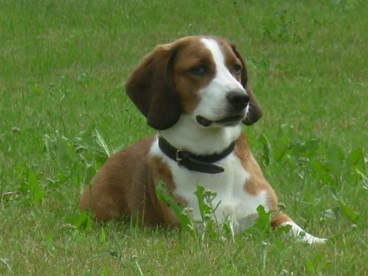 Blanding af racer Doffen billede 14