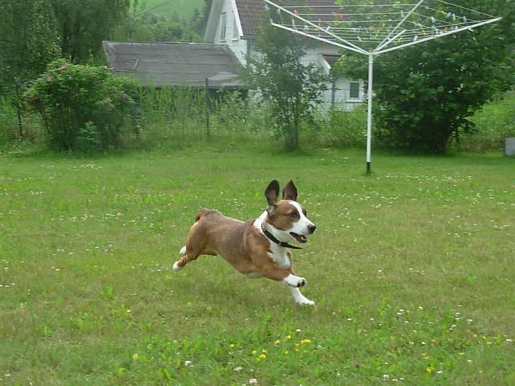 Blanding af racer Doffen - weee..jeg kommer nuuuuuuuu billede 15