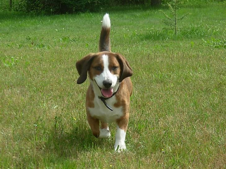 Blanding af racer Doffen billede 16