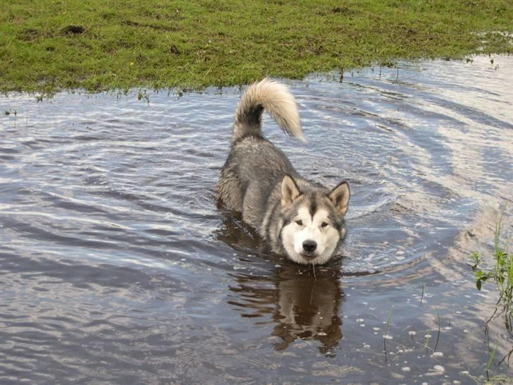 Alaskan malamute Nukka - her er jeg lige ude og bade lidt billede 9