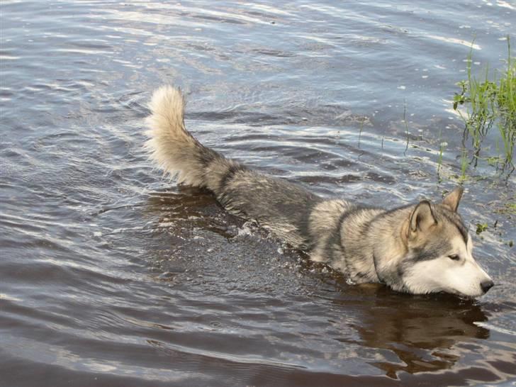 Alaskan malamute Nukka - se jeg kan også svømme  billede 10