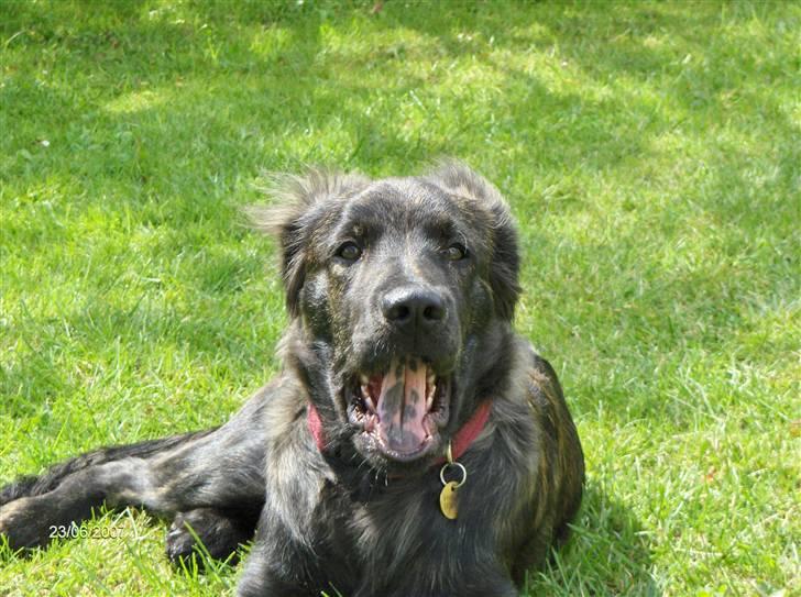 Blanding af racer Diva - Prøv lige at se min tunge ;-) billede 18