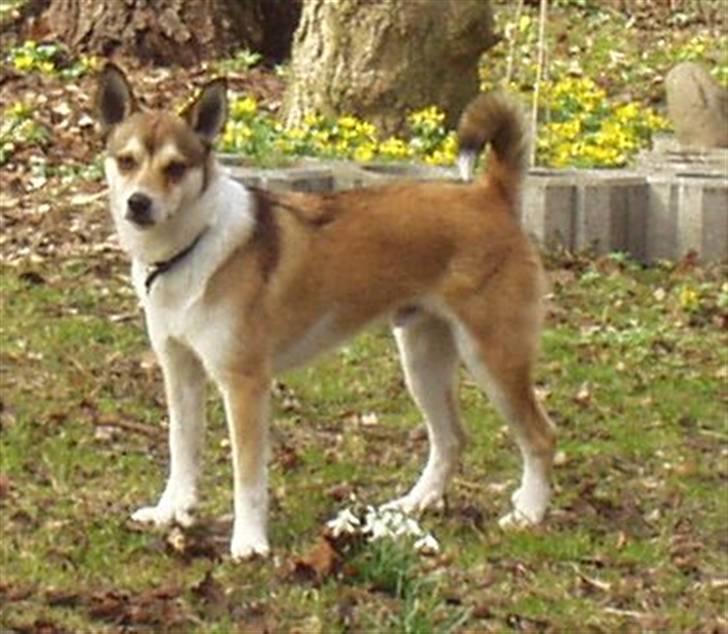 Norsk lundehund Løvheims Forseti / Fossi 4.3.05 - 13.1.14 - unghund billede 3