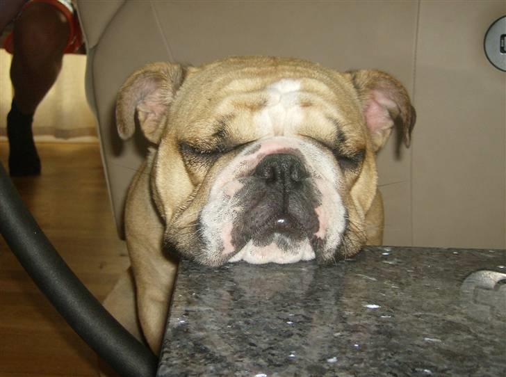 Engelsk bulldog Rynke - der er nok ikke nogen der ligger mærke til hvis jeg lige blunder her  billede 1