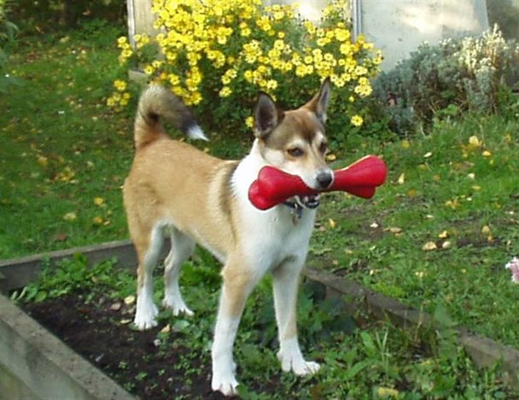 Norsk lundehund Løvheims Forseti / Fossi 4.3.05 - 13.1.14 - efterår 2005 billede 4