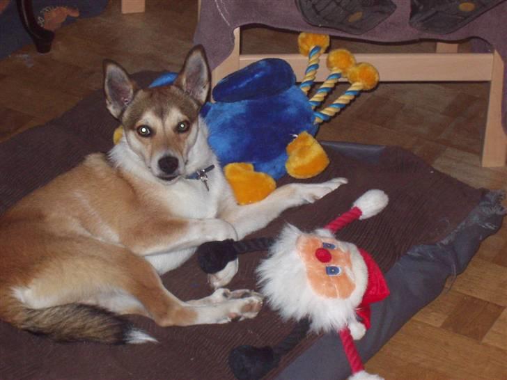 Norsk lundehund Løvheims Forseti / Fossi 4.3.05 - 13.1.14 - Jul er en god tid på året billede 5
