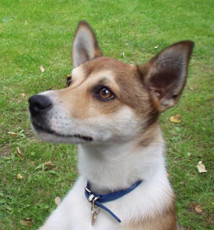 Norsk lundehund Løvheims Forseti / Fossi 4.3.05 - 13.1.14 - aug 05 - hvalp billede 6