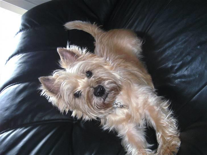Cairn terrier Luigi billede 1