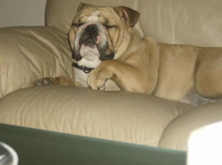 Engelsk bulldog Rynke - mor ser nok ikke hvis jeg lige ligger her lidt billede 2