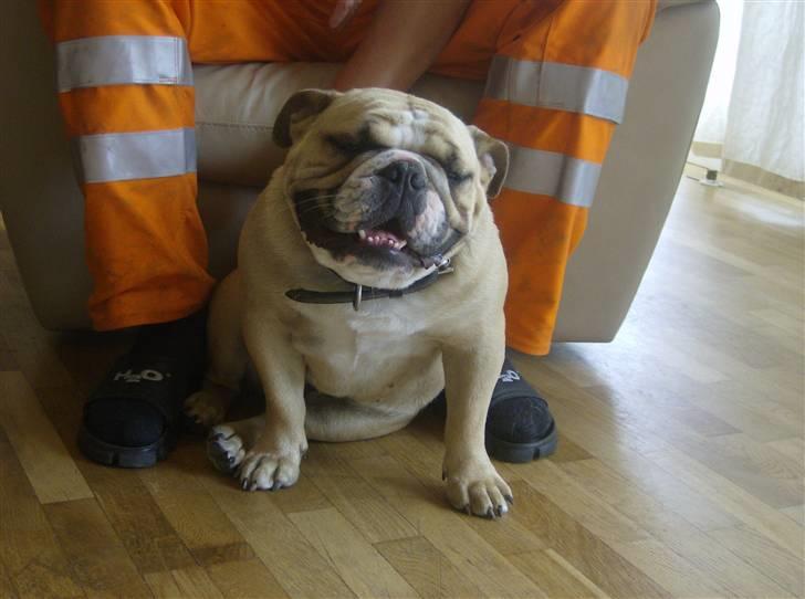 Engelsk bulldog Rynke billede 3