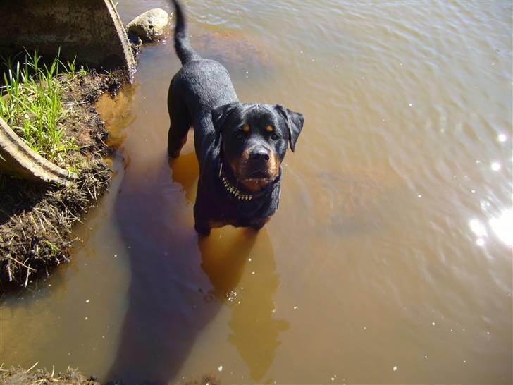 Rottweiler jack - kast pinden så jeg kan komme ud og svømme :-) billede 9