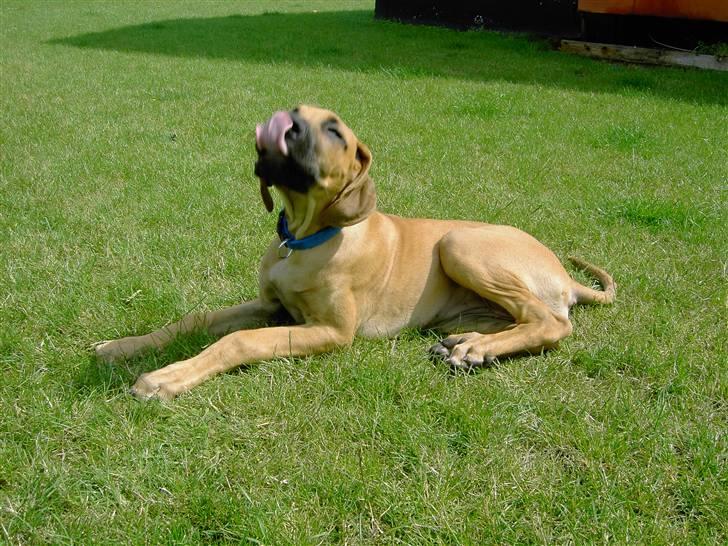 Blanding af racer Abbie - 4 mdr gammel. billedet er taget d. 1/7-07 en dag i haven. billede 9