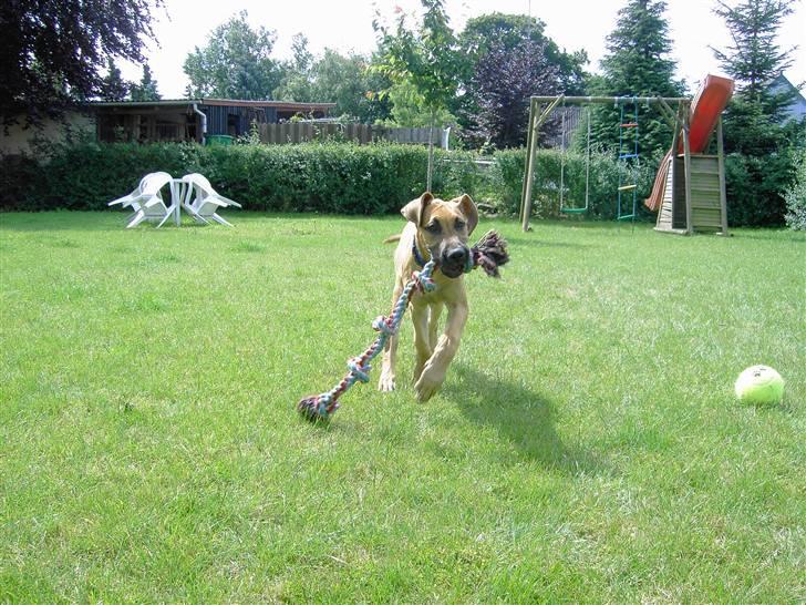 Blanding af racer Abbie - 4 mdr gammel. billedet er taget d. 1/7-07 en dag i haven. billede 10