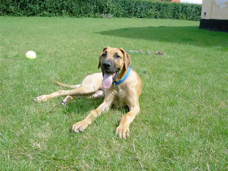 Blanding af racer Abbie - 4 mdr gammel. billedet er taget d. 1/7-07 en dag i haven. billede 11