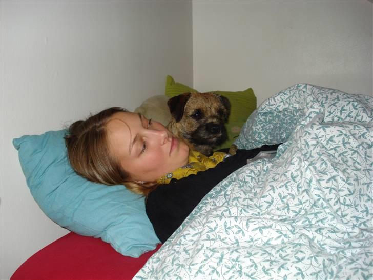 Border terrier Lutra´s Xenia - hygge billede 9