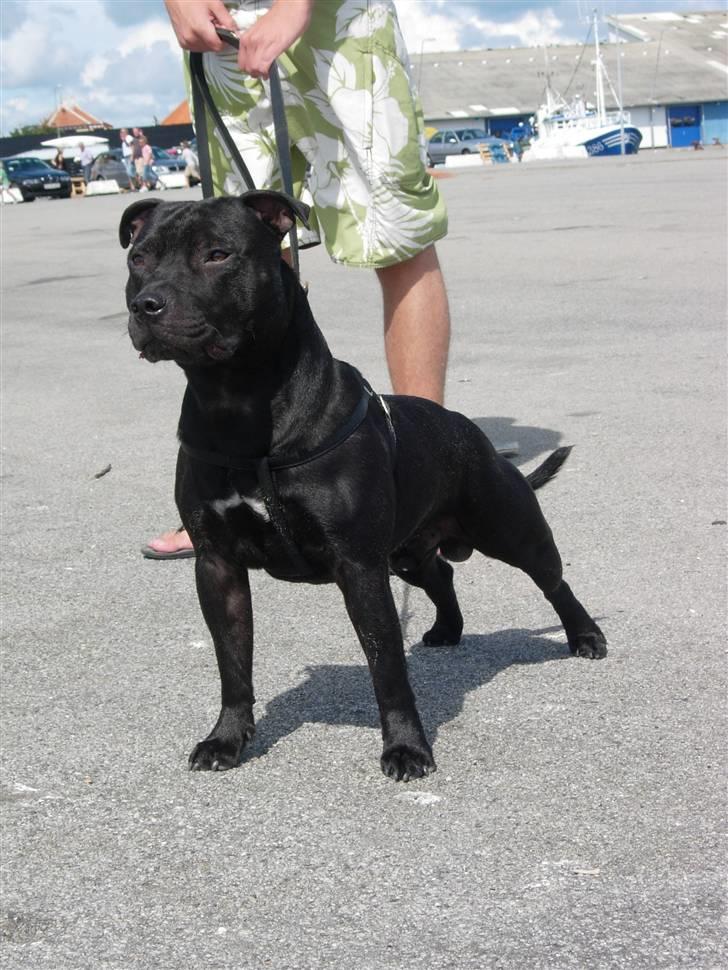 Staffordshire bull terrier Miclu - Miclu August 2008 billede 1
