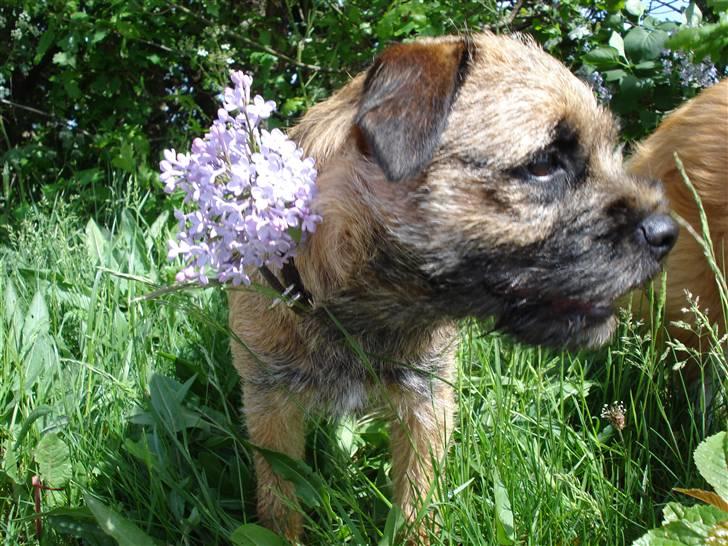 Border terrier Lutra´s Xenia - Hvor er du smuk Xenia pige:) billede 10