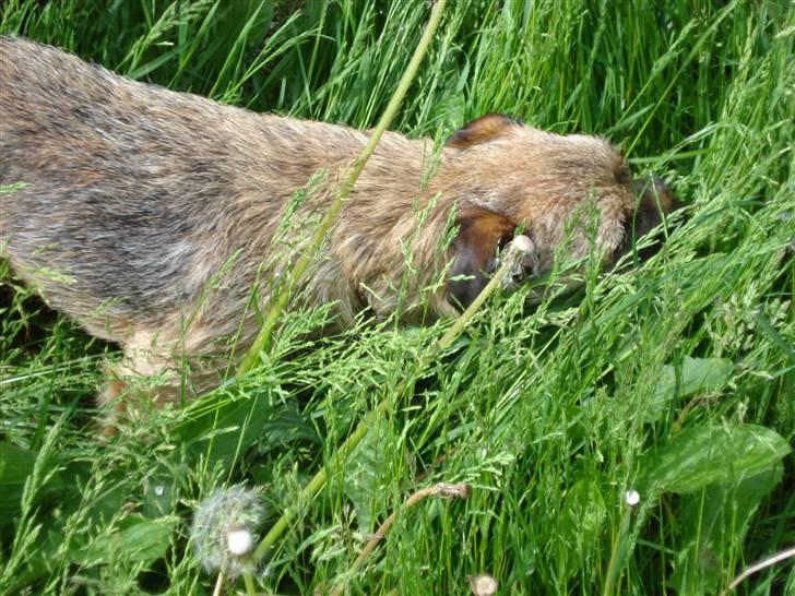 Border terrier Lutra´s Xenia - muhh Xenia er en muhh ko:) billede 11