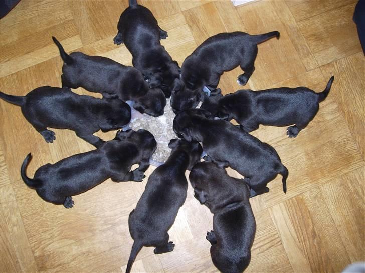 Staffordshire bull terrier Miclu - Så er der mad (3uger) billede 2