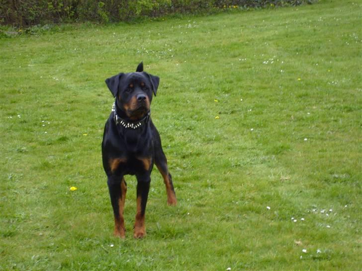 Rottweiler jack - klar til at løbe  billede 10