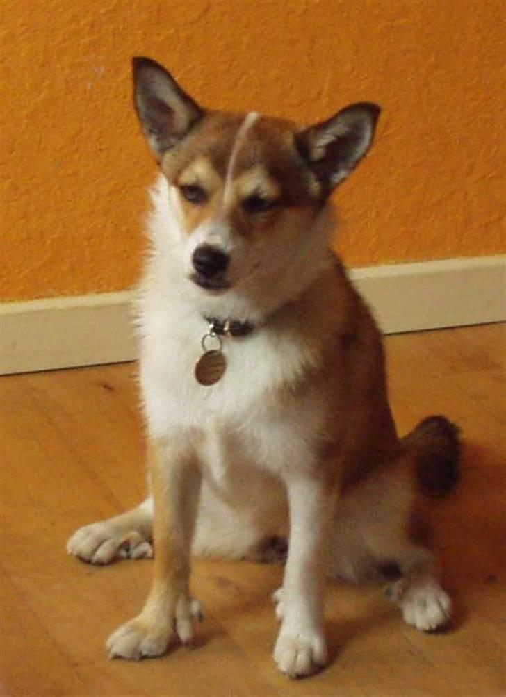 Norsk lundehund Ulfrigga Lundes Edda (3.11.01 - 19.7.12) billede 3