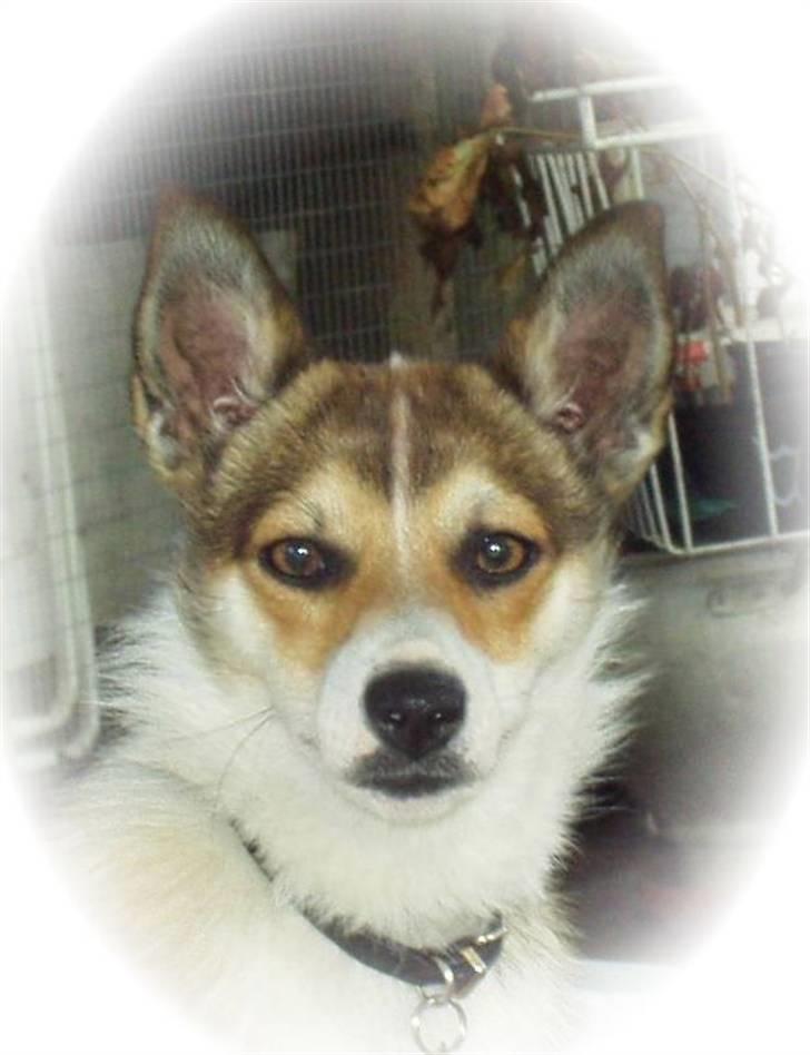 Norsk lundehund Ulfrigga Lundes Edda (3.11.01 - 19.7.12) - Unghund billede 4